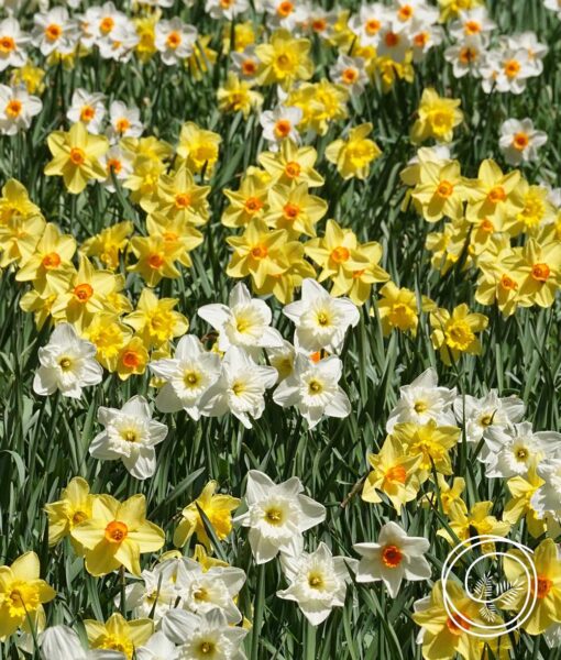 Daffodil Bulb Mix - 25 Bulbs (Direct Ship) - Image 2
