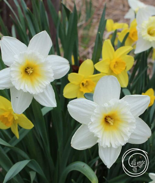 Daffodil Bulb Mix - 25 Bulbs (Direct Ship)
