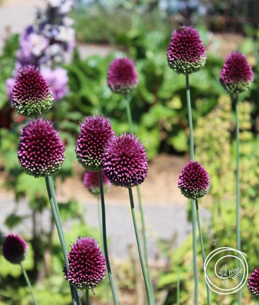 Allium Rock Garden Mix - 25 Bulbs (Direct Ship Only) - Image 4