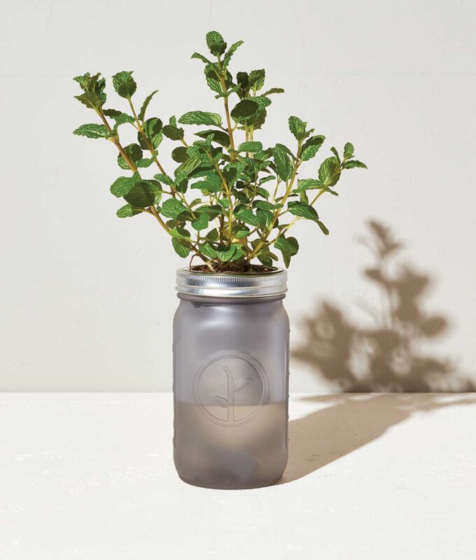 Image of new fall 2023 Mint Garden Jar indoor growing kit