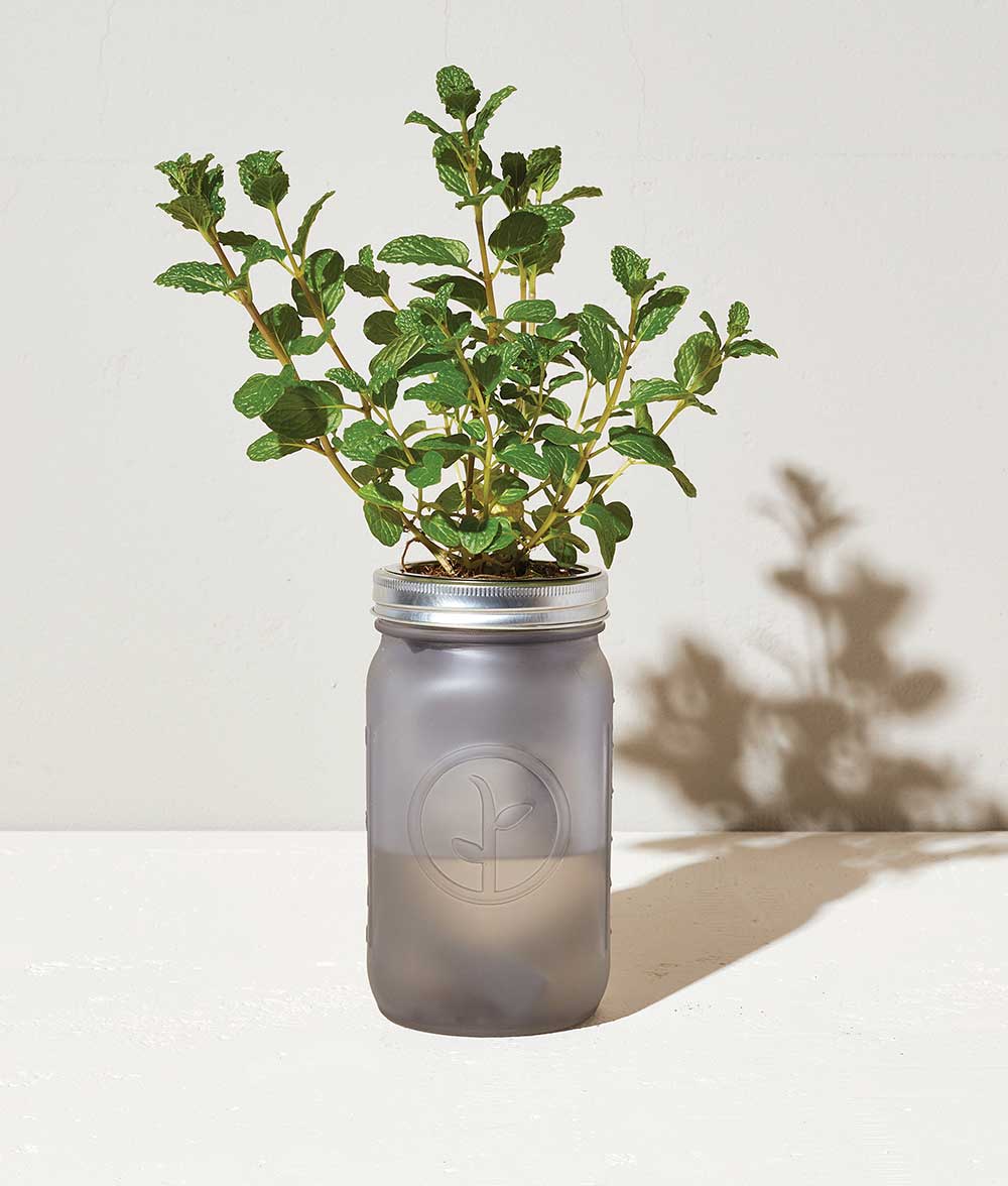 garden-jar-mint-feature-1000×1176