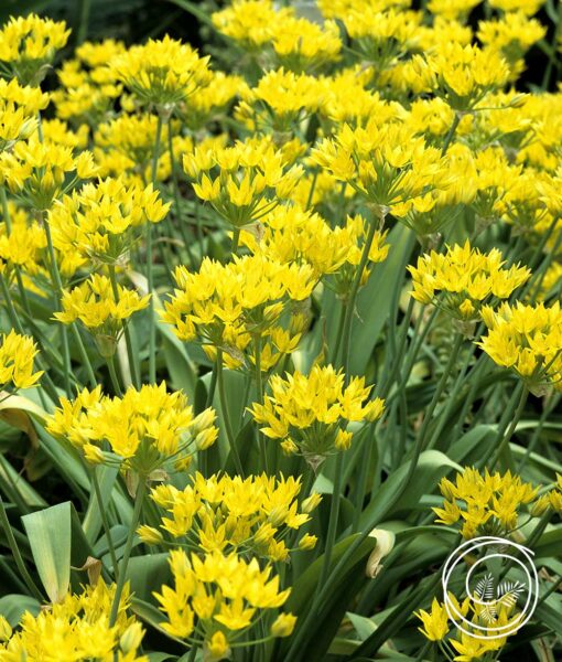 Allium Rock Garden Mix - 25 Bulbs (Direct Ship Only) - Image 2