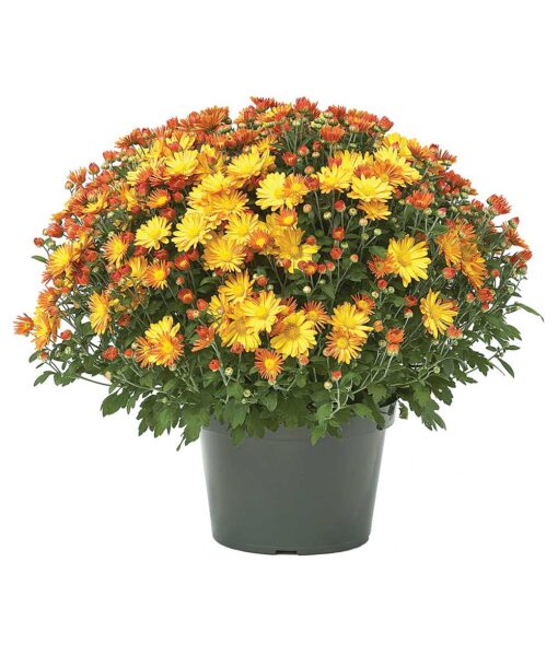 8.25-Inch Potted Mum (Pickup Only)