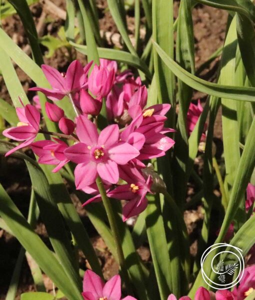 Allium Rock Garden Mix - 25 Bulbs (Direct Ship Only) - Image 3