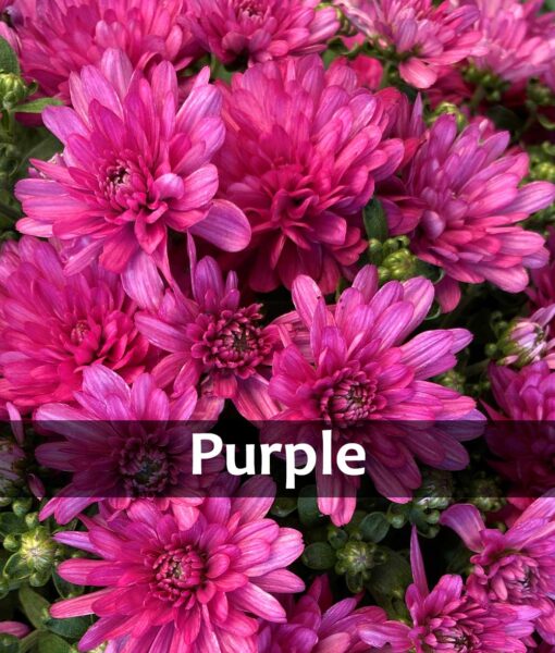 8.25-Inch Potted Mum (Pickup Only) - Image 3