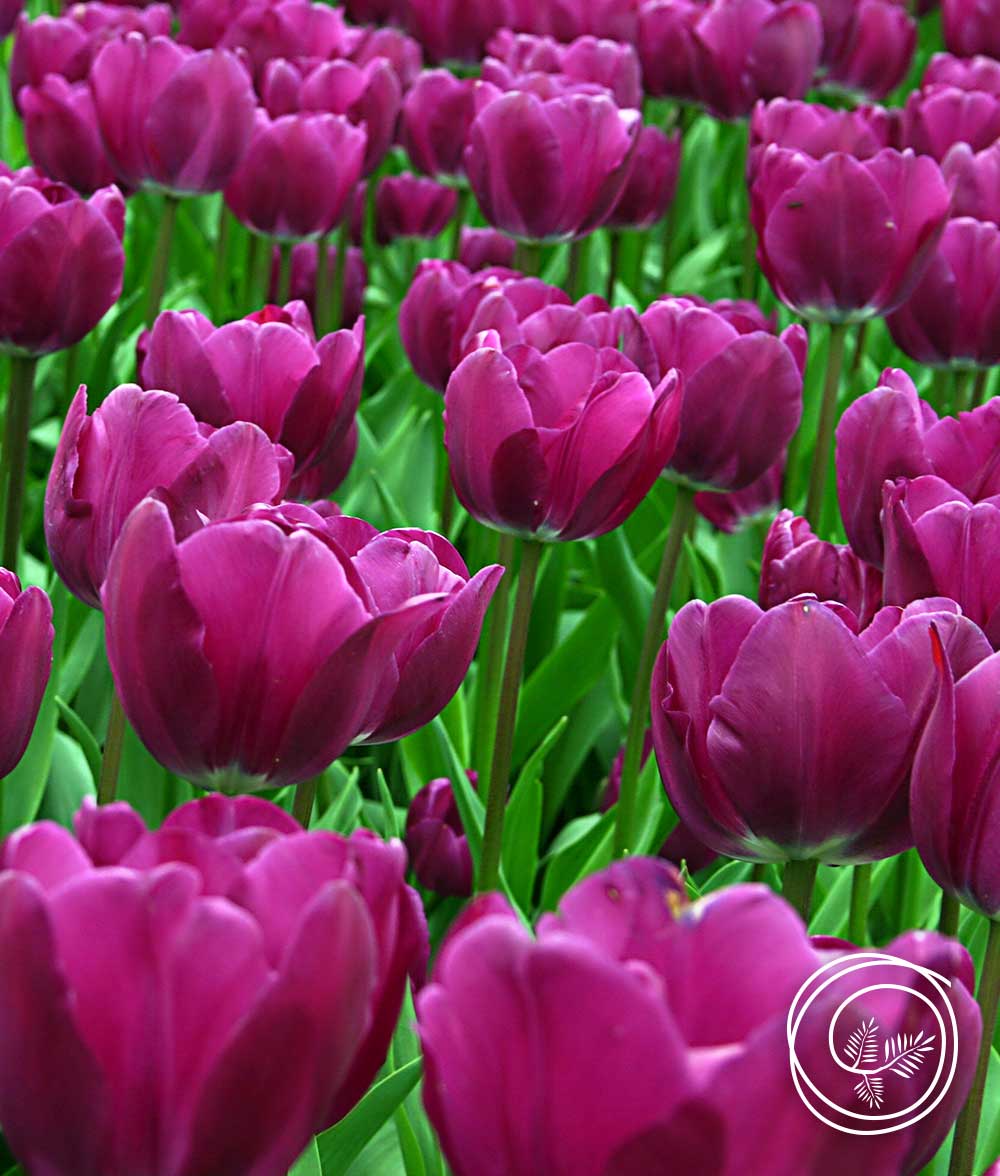 purple-prince-tulip-1000×1176
