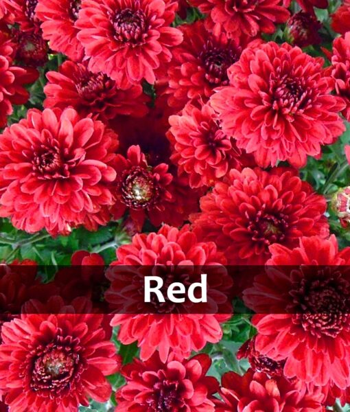 8.25-Inch Potted Mum (Pickup Only) - Image 4