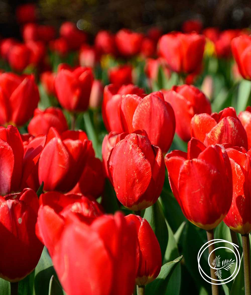 red-oxford-tulip-1000×1176