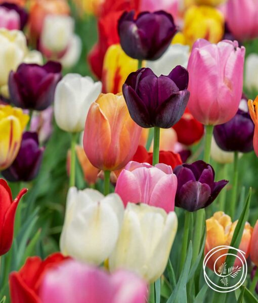 Sixty Days of Tulips Mix - 20 Bulbs (Direct Ship)