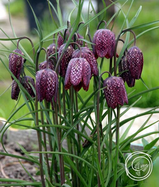 Snake's Head - 10 Bulbs (Direct Ship) - Image 2