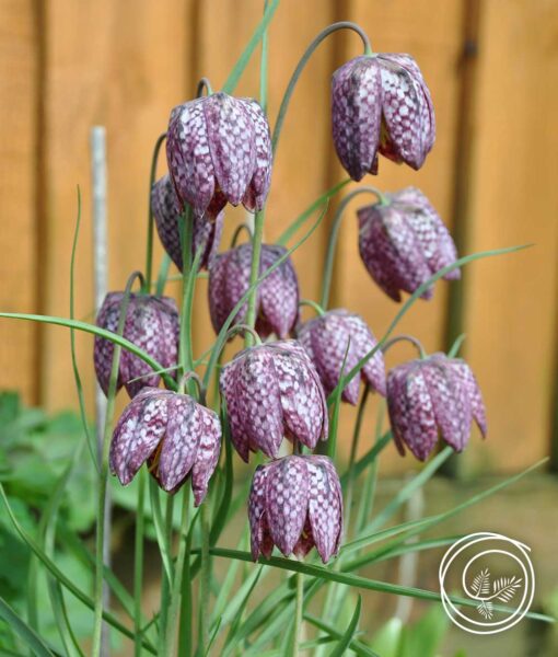 Snake's Head - 10 Bulbs (Direct Ship)