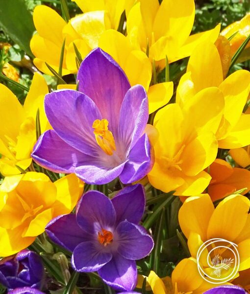 Snow Crocus Mix - 25 Bulbs (Direct Ship)