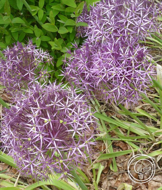 Image of new product Star of Persia Allium for fall 2023