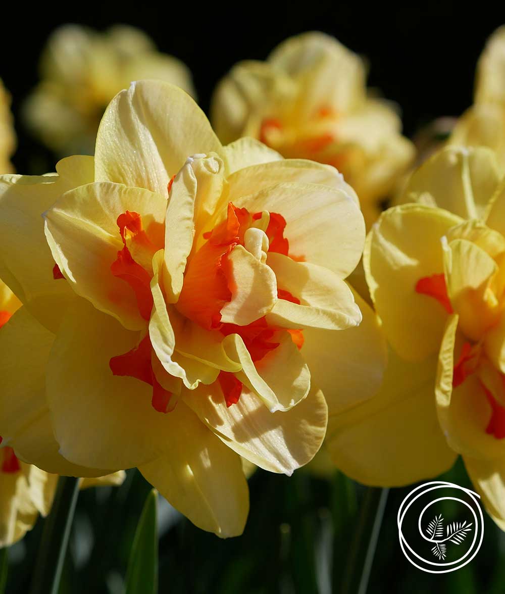 tahiti-daffodil-1000×1176