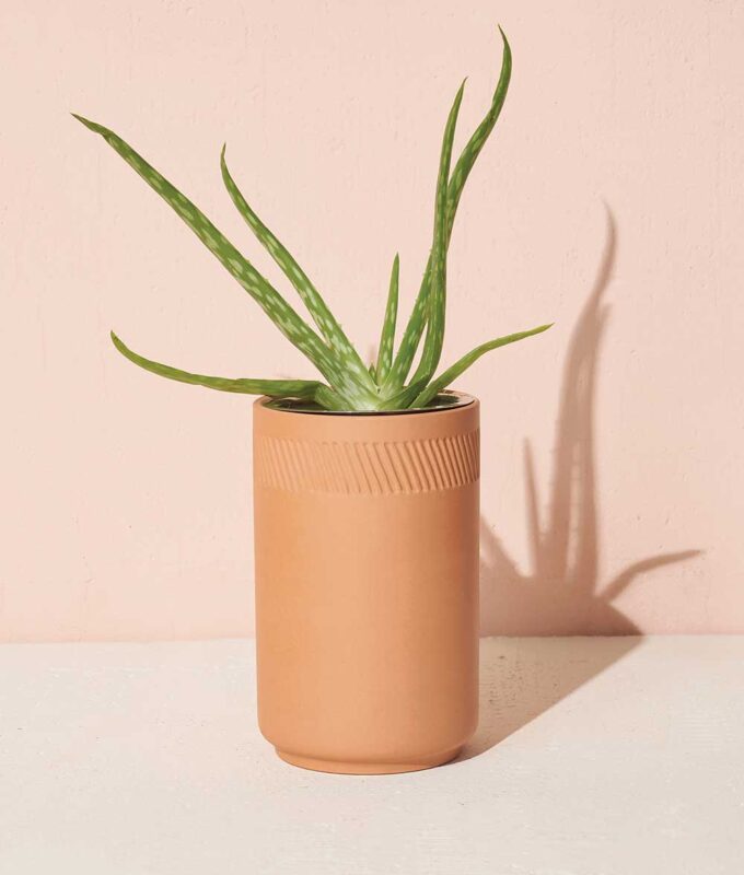 Image of Aloe Terracotta kit new for fall 2023