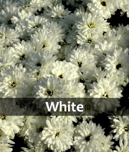 8.25-Inch Potted Mum (Pickup Only) - Image 5