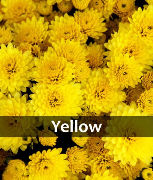 8.25-Inch Potted Mum (Pickup Only) - Image 6