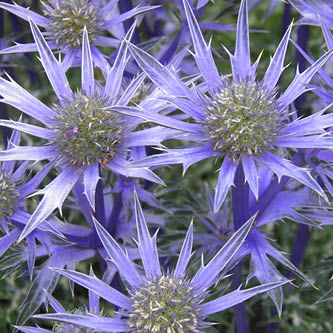 image of alpine sea holly intriguing blue-purple blooms add visual interest