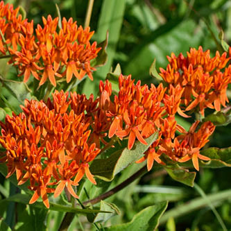 image of butterfly weed in butterfly garden collection