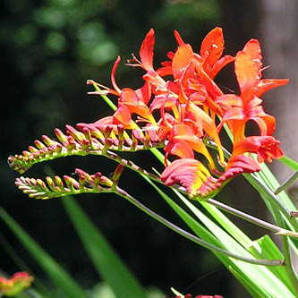 image of crocosmia mix in butterfly garden collection