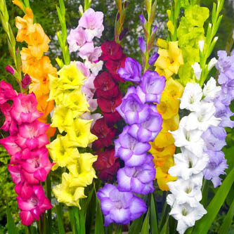 image of rainbow gladiolus mix stunning summer flowers