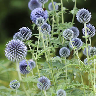 image of globe thistle in butterfly garden collection