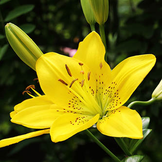 image of golden yellow lily in summer sun garden mix