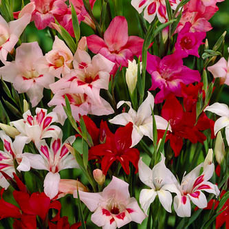 image of hardy gladiolus in summer sun garden mix