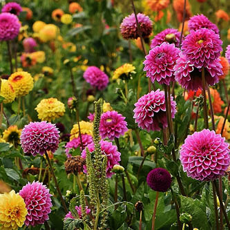 image of pompon dahlia mix in butterfly garden collection