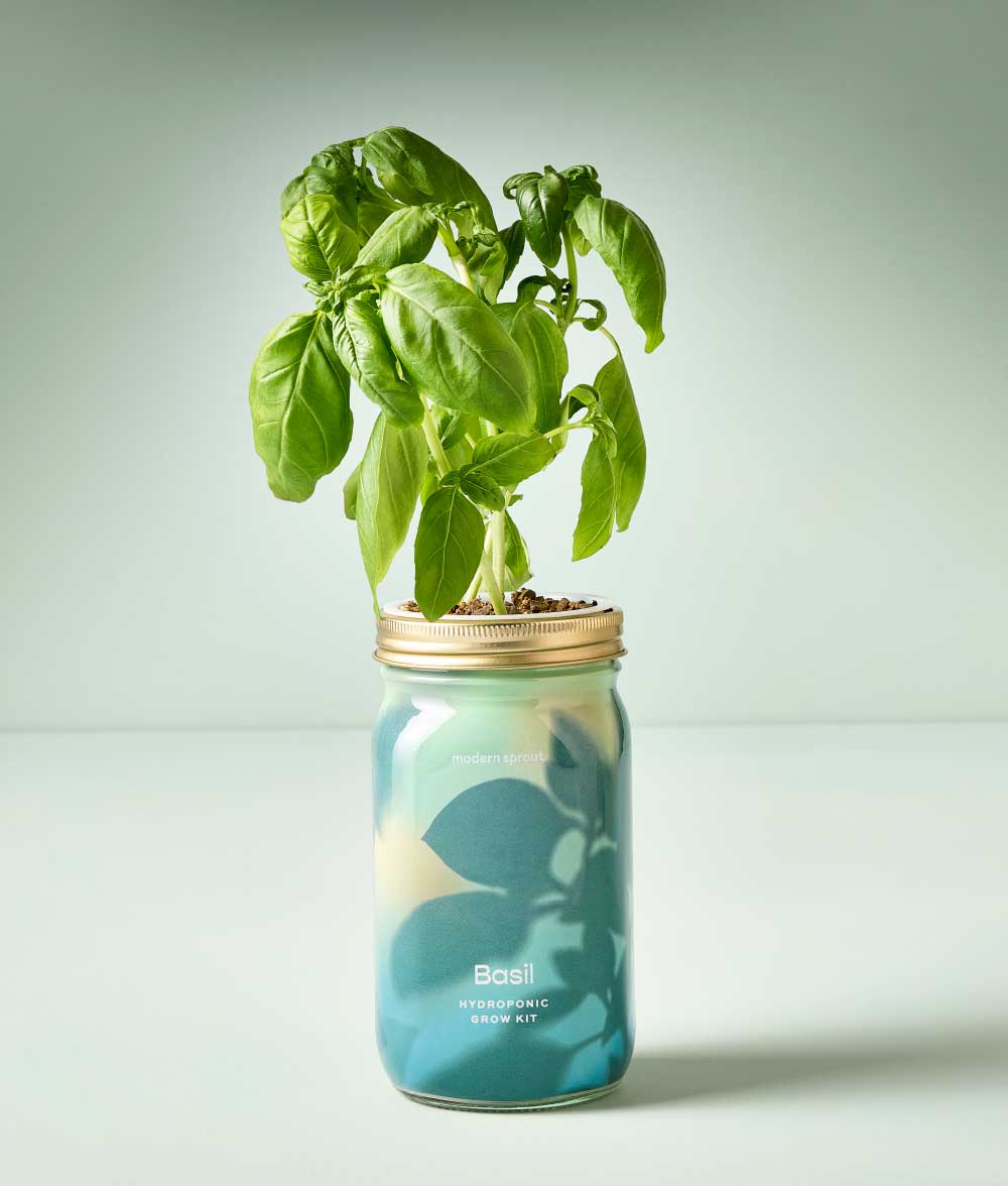 say thanks with a garden jar in basil for a great gift