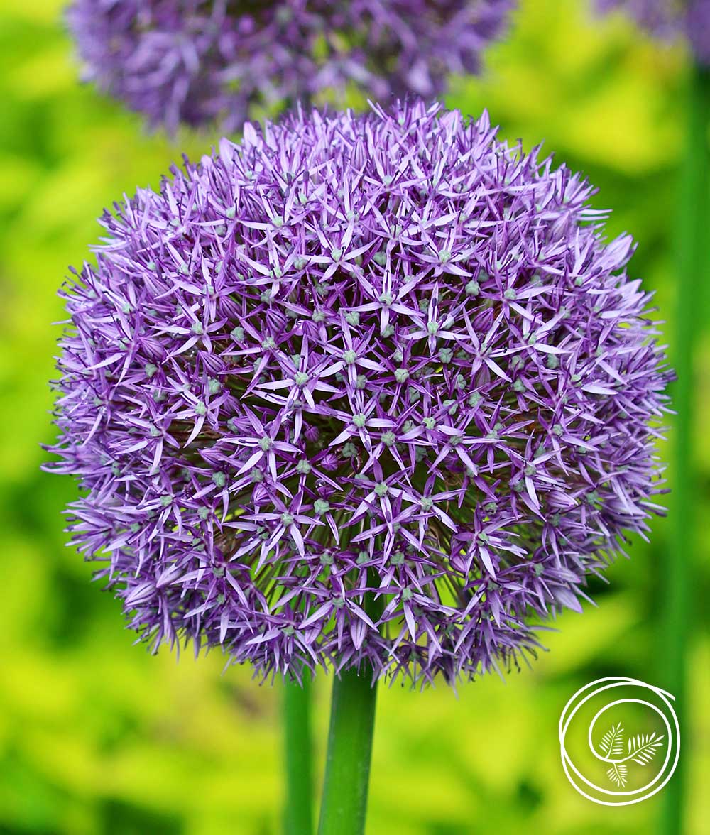 gladiator allium is a large deer resistant variety