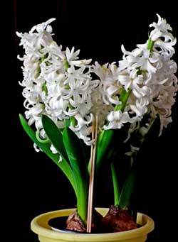 Image of hyacinth forcing bulbs indoors