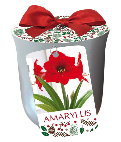 SOLD OUT! Amaryllis Bulb Kit (Direct Ship)