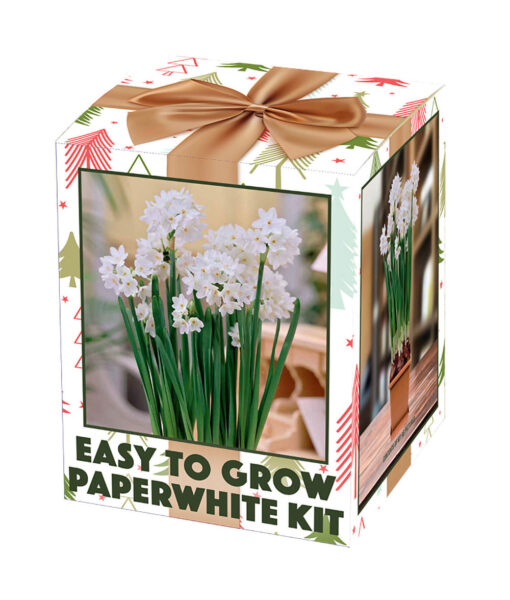 SOLD OUT! Paperwhites Bulb Kit (Direct Ship)