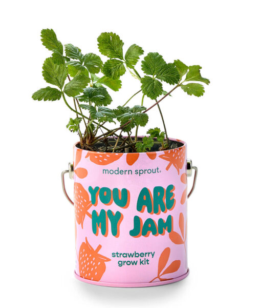 Complimentary Colors Grow Kits (Direct Ship) - Image 4