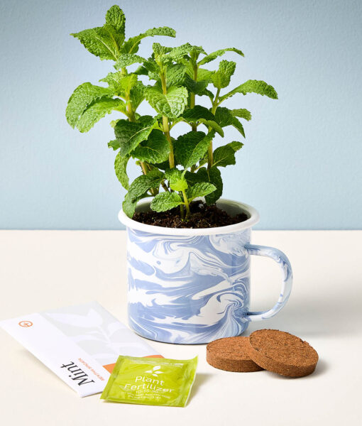 Herbal Mug Grow Kits (Direct Ship) - Image 4