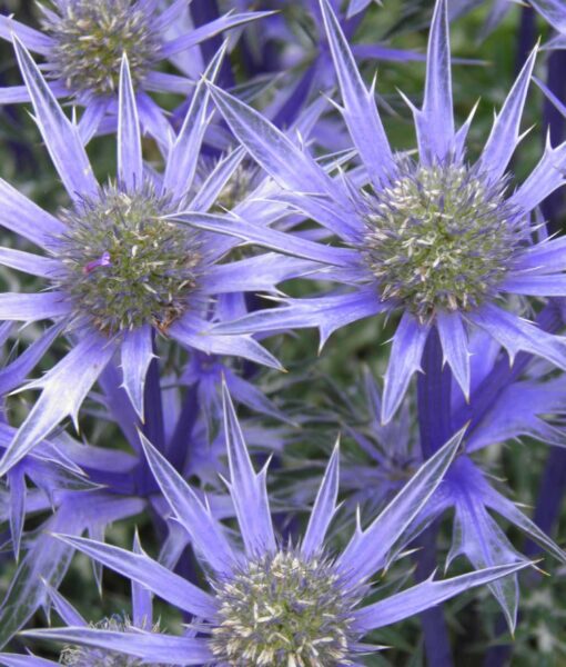 Alpine Sea Holly Set of 4 (Direct Ship Only)