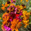 Meadow Mix Seed Shakers (Direct Ship) - Image 5