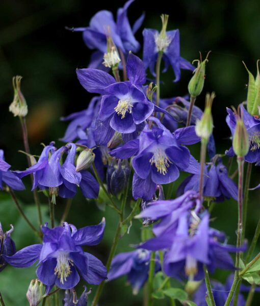 Blue Columbine Set of 5 (Direct Ship Only)