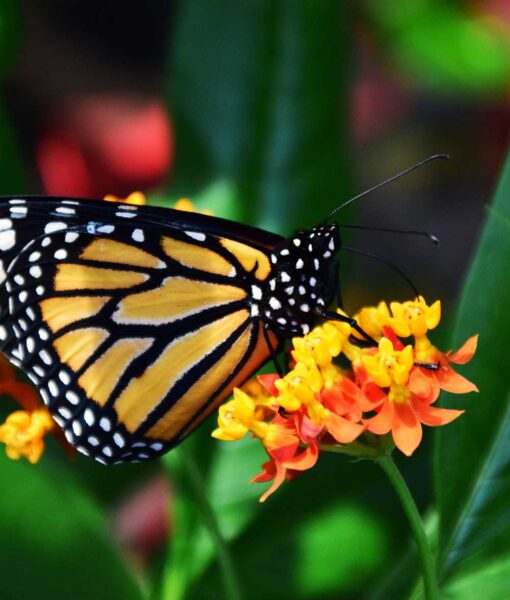 Butterfly Weed Set of 5 (Direct Ship Only) - Image 2