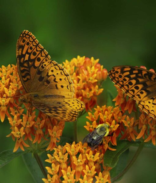 Butterfly Weed Set of 5 (Direct Ship Only) - Image 3