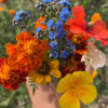 Meadow Mix Seed Shakers (Direct Ship) - Image 7