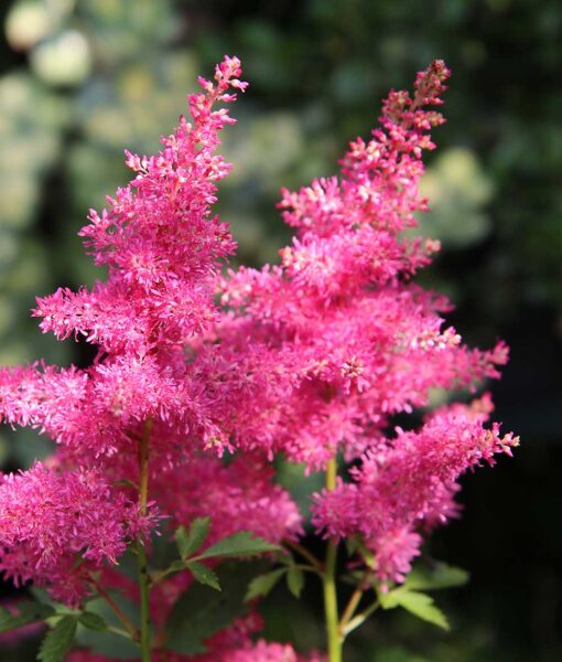 False Spirea Mix Set of 3 (Direct Ship Only)