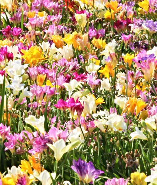 Freesia Mix Set of 20 (Direct Ship Only)