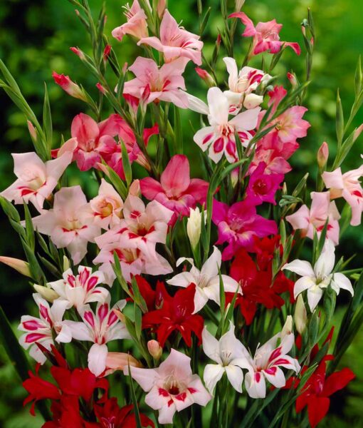 Hardy Gladiolus Mix Set of 20 (Direct Ship Only)