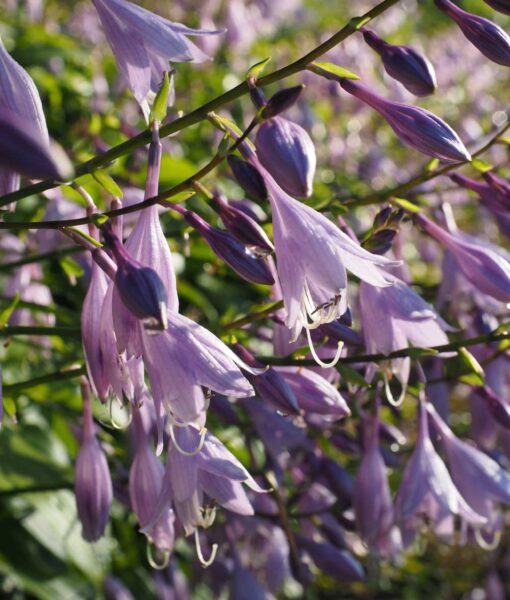 Hosta Mix Set of 3 (Direct Ship Only) - Image 3