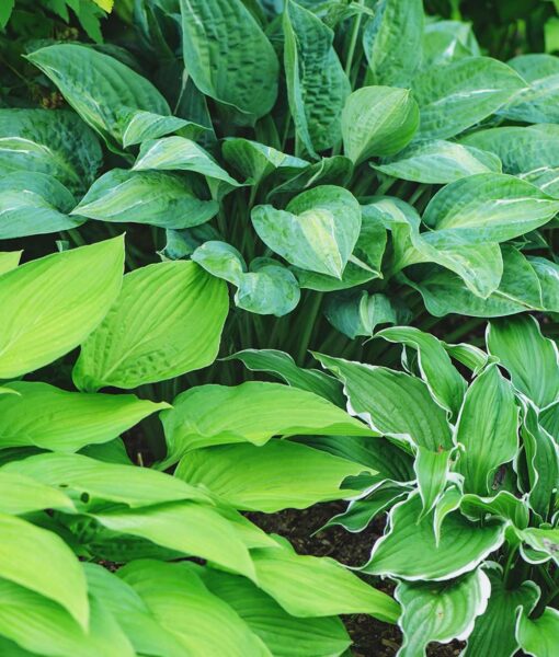 Hosta Mix Set of 3 (Direct Ship Only)