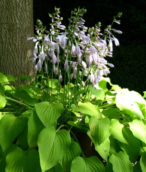 Hosta Mix Set of 3 (Direct Ship Only) - Image 2