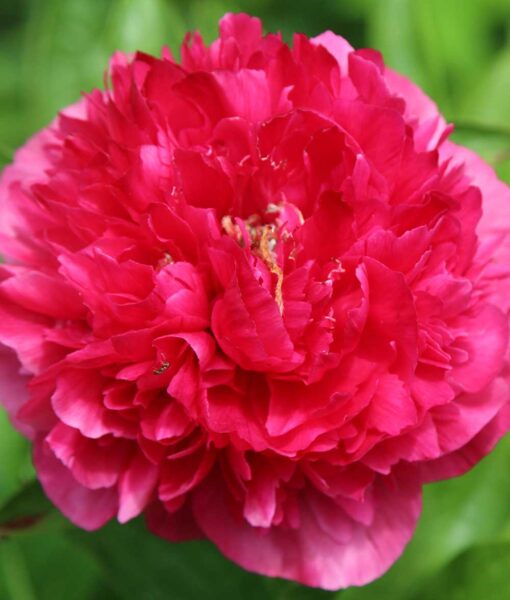 Karl Rosenfield Peony 1 Bare Root (Direct Ship Only)