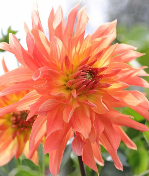 Mango Madness Dahlia Set of 3 (Direct Ship Only)